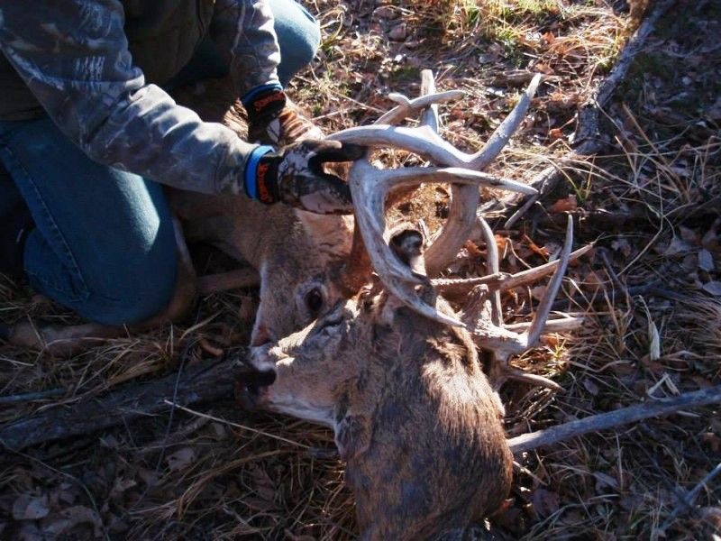 Kansas Buck Survives 2 Months With Severed Head Locked in its Antlers photo KansasBuckSurvives2MonthsWithSeveredHeadLockedinitsAntlers_zpsb32ffda8.jpg