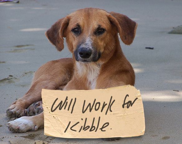 Unemployed Dog ... "Will Work for Kibble" photo UnemployedDog_zpse9a34837.jpg