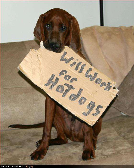 Unemployed Dog ... "Will Work for Hot Dogs" photo funny-dog-pictures-will-work-for-hot-dogs_zps3859836a.jpg