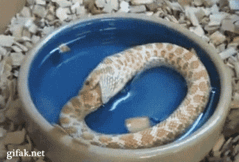 Snake swallowing its tail gif photo snake_eating_itself-64931_zpsguj7as06.gif