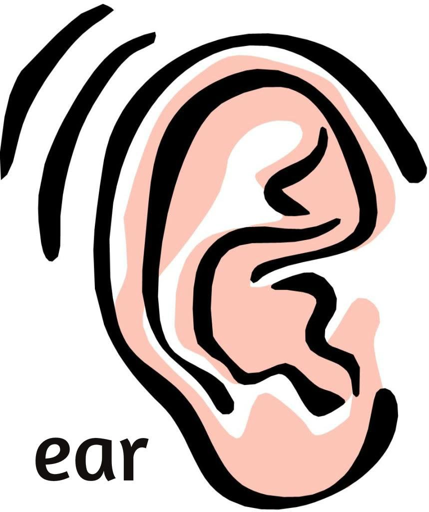 ear photo: ear ear2.jpg