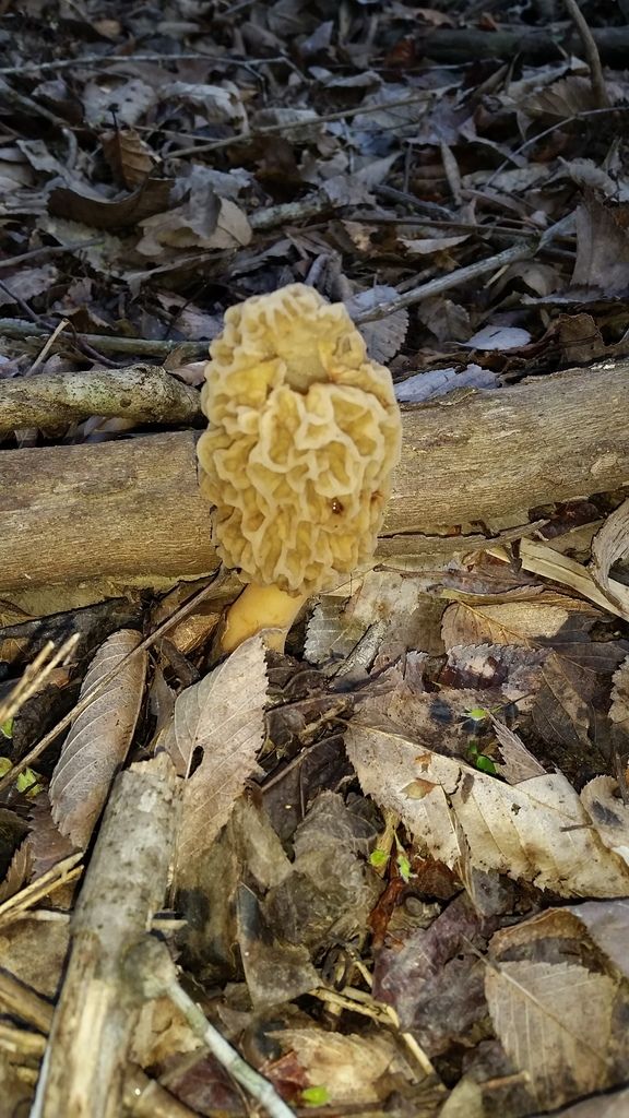 Morel mushrooms in mississippi! Mississippi Hunting and Fishing Forums