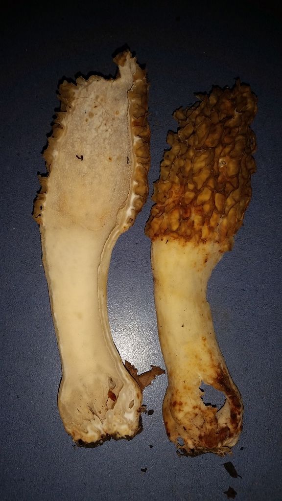 Morel mushrooms in mississippi! Mississippi Hunting and Fishing Forums