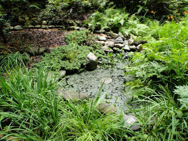 The tranquil frog pond will help you relax in your new mountain home in Franklin NC