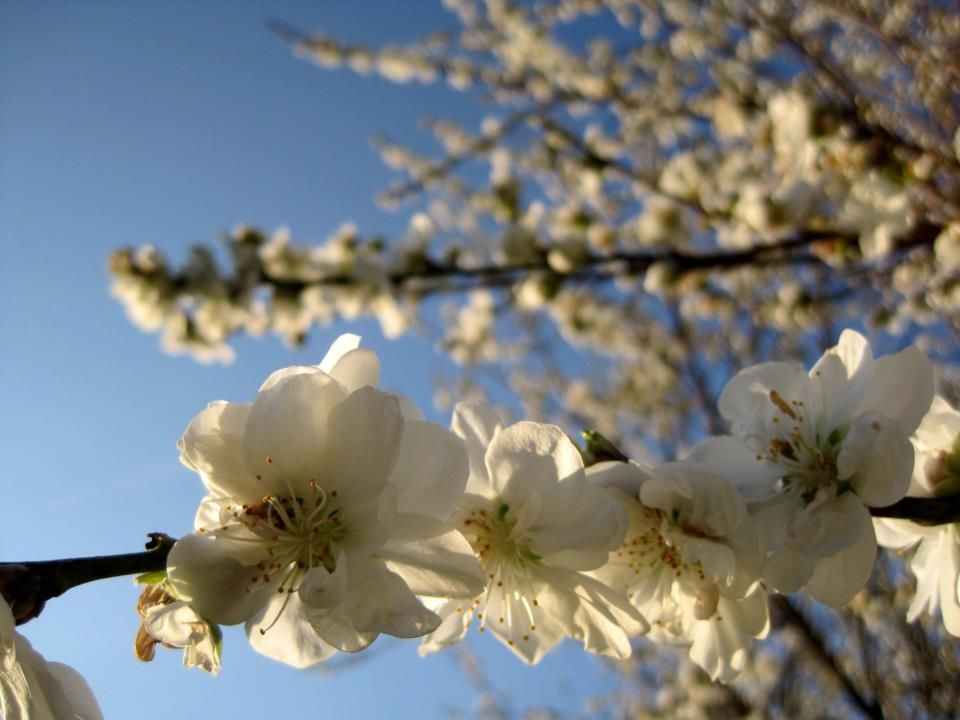 Spring in Franklin NC, Cherry Blossoms Franklin NC, Springtime in the Mountains, Photo Courtesy of Delainey Golightly