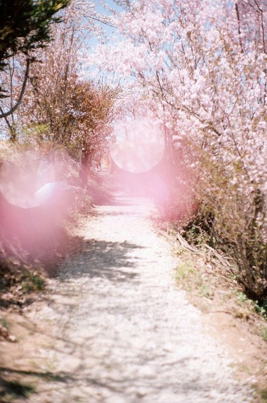  photo Etc-Inspiration-Blog-Photography-Cherry-Blossoms-Katsumi-Omori-Post-Tsunami-Fukushima-Via-Japan-Times-2.jpg