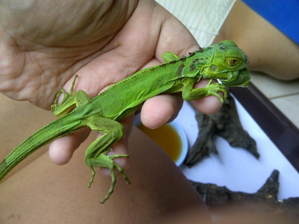 iguana kecil
