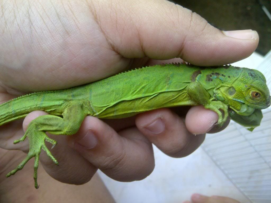 iguana kecil