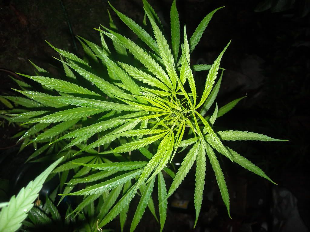 Oaxacan Cannabis