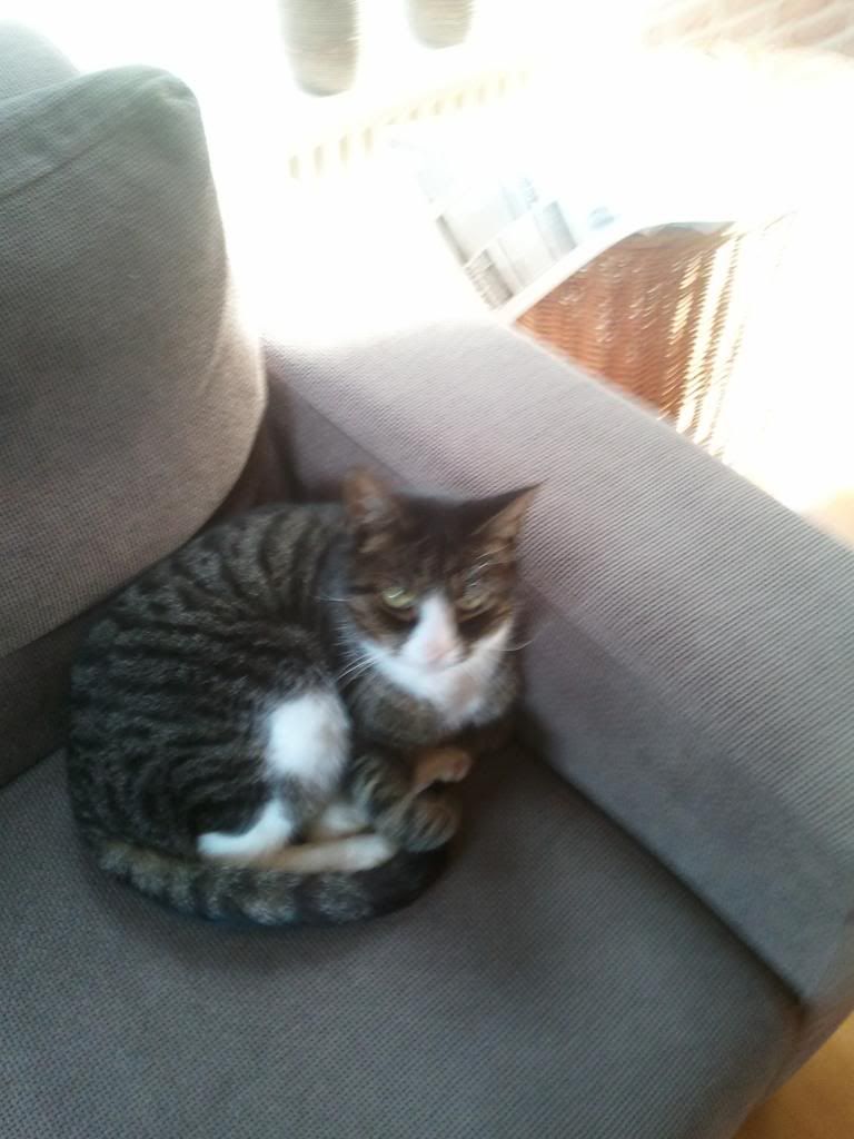 2012-11-18132549.jpg