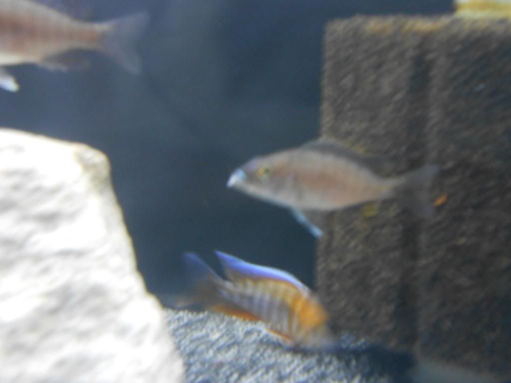 cichlid-forum-white-bump-on-bottom-lip